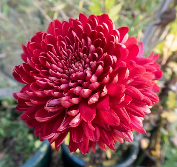 Chrysanthemum Red Flower seeds for Planting - Cut Flower Favorite, Heirloom & GMO Free Seeds for Home Garden