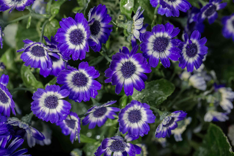 Purple Florists Cineraria Flower seeds for Planting - Low Maintenance, Heirloom & GMO Free Seeds for Home Garden