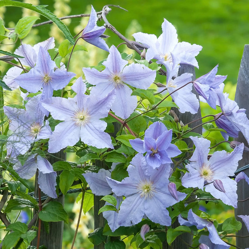 Blue Clematis Flower seeds for Planting - Cut Flower Favorite, Heirloom & GMO Free Seeds for Home Garden
