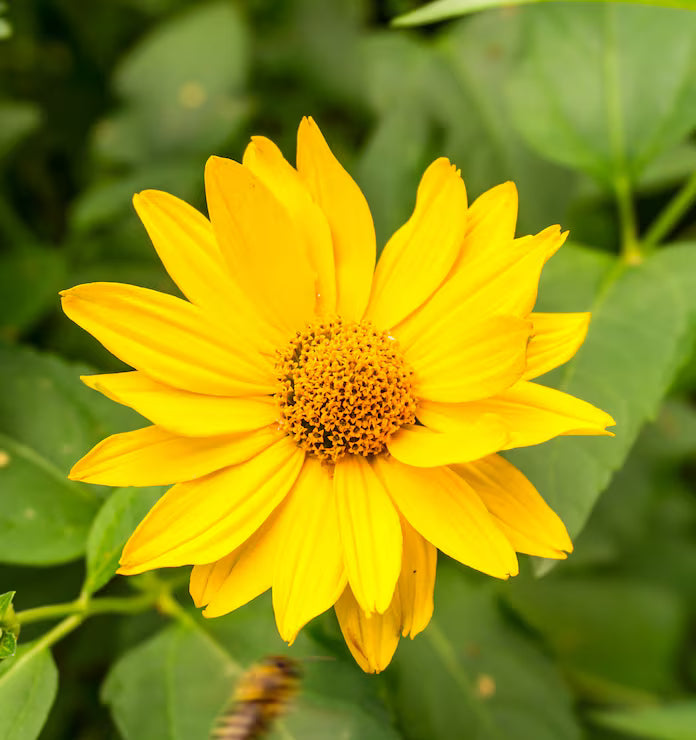Aster Flower Seeds for Planting - Vibrant Yellow-Green Blooms for Stunning Garden Arrangements