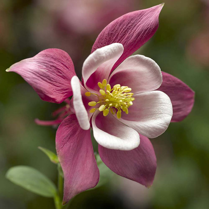 Pale Pink Columbines Flower seeds for Planting - Colorful Display, Heirloom & GMO Free Seeds for Home Garden
