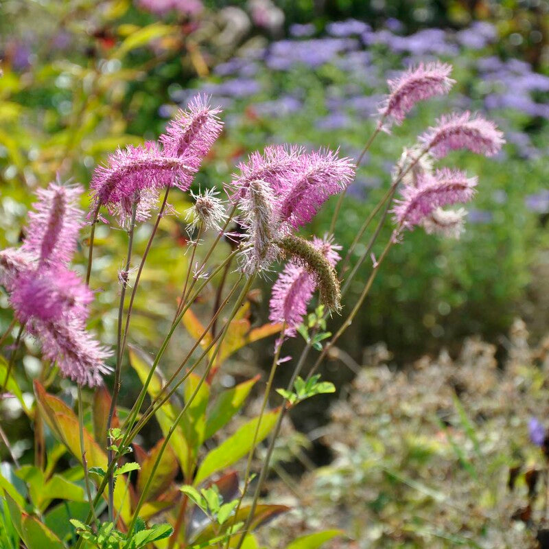Pink Alaskan Burnet Flower seeds for Planting - Compact Growth, Heirloom & GMO Free Seeds for Home Garden
Sale seeds for planting in home garden