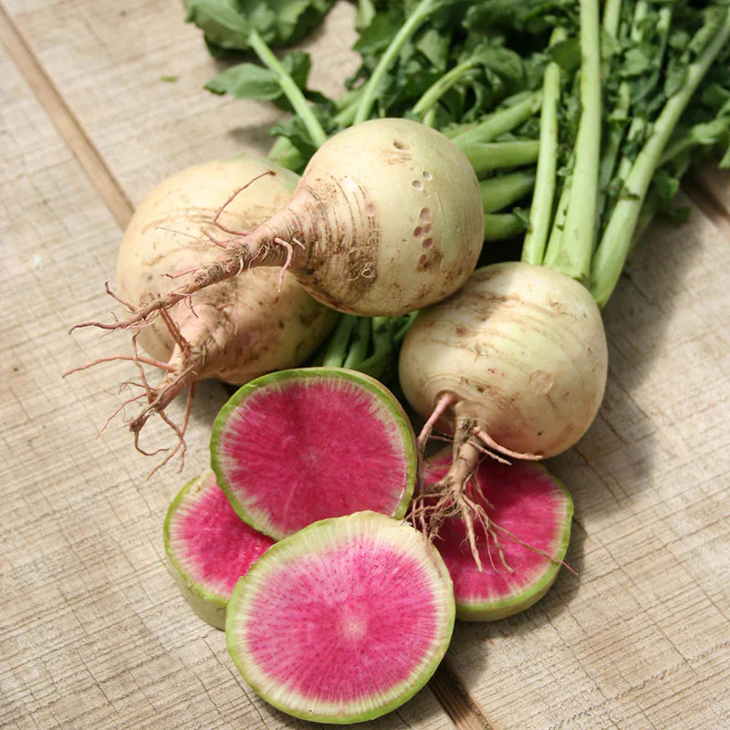 Non-GMO Crisp Red Watermelon Radish seeds for planting