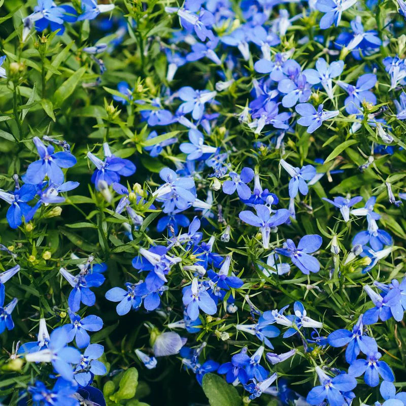 Blue Sapphire Flower seeds for Planting - Cut Flower Favorite, Heirloom & GMO Free Seeds for Home Garden