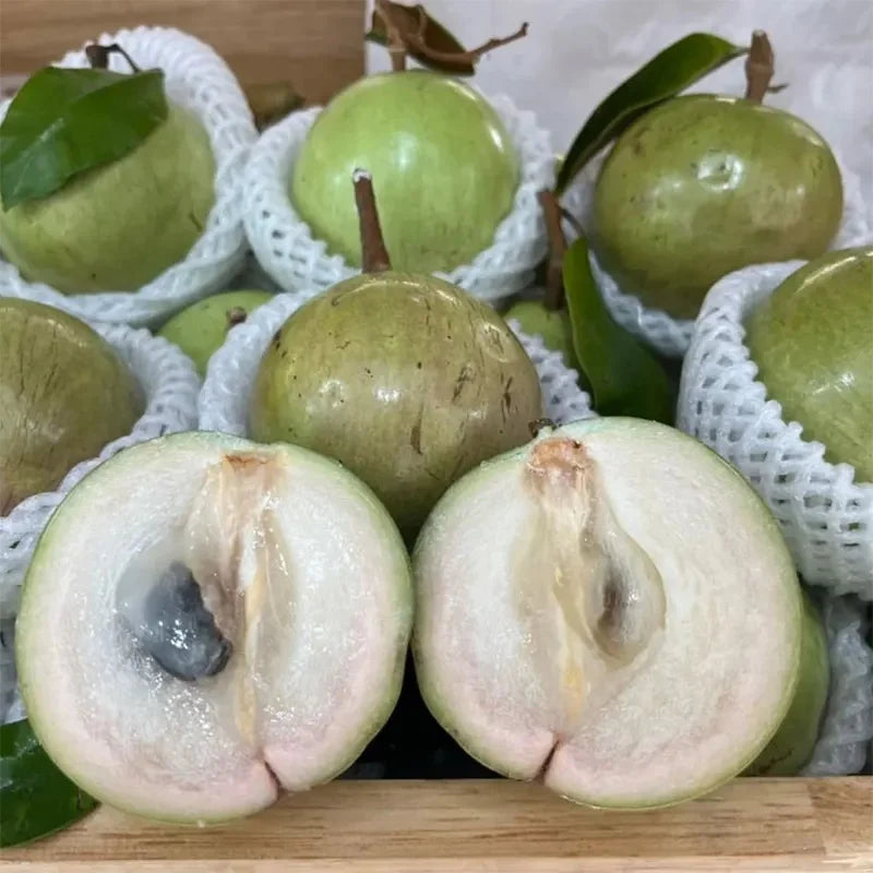Cucumis melo Vietnam Milk variety seeds for home garden planting