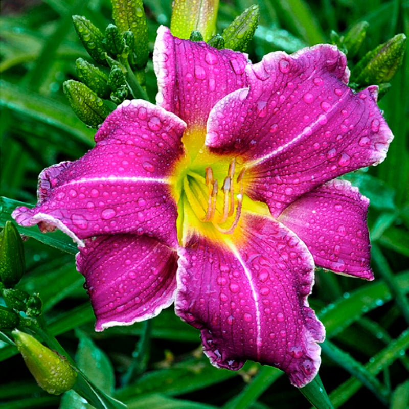 Violet Hemerocallis Flower seeds for Planting Easy to Grow Heirloom & GMO Free Seeds for Home Garden
Sale