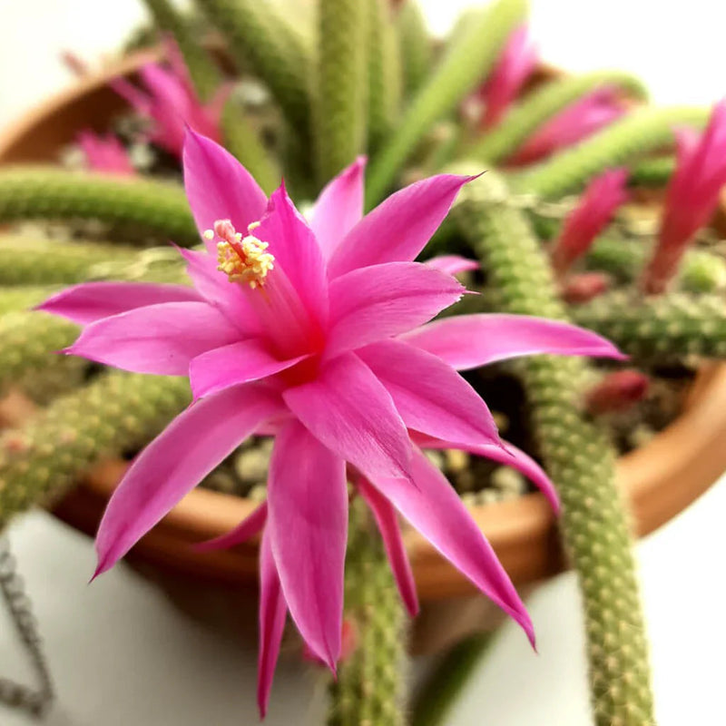 Pink Flagelli Flower seeds for Planting Garden Favorite Heirloom & GMO Free Seeds for Home Garden
Sale seeds for home garden planting