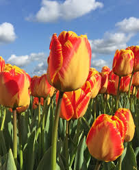 Yellow Red Tulip Flower Seeds for Planting – Heirloom NonGMO Premium Organic Garden Seeds with High Germination
Sale for planting in home garden