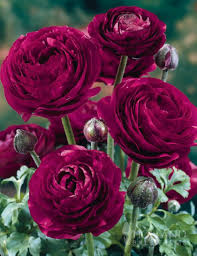 Burgundy Ranunculus Flower Seeds Hardy Variety Heirloom NonGMO Organic Garden Seeds for Planting
Sale for planting in home garden