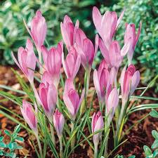 Baby Pink Crocus Flower Seeds for Planting – Heirloom NonGMO High Germination Organic Garden Seeds Easy to Grow
Sale for planting in home garden