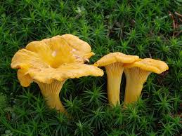Girolle Mushroom Seeds for Planting Premium Vegetable Seeds