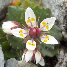 Saxifraga Stellaris Flower seeds for Planting - Seasonal Bloomer, Heirloom & GMO Free Seeds for Home Garden
Sale seeds for planting in home garden