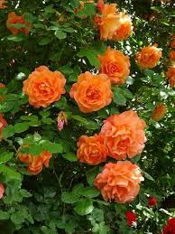 Orange Climbing Rose Flower seeds for Planting - Pollinator Friendly, Heirloom & GMO Free Seeds for Home Garden
Sale seeds for planting in home garden