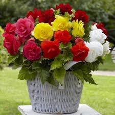 Mixed Begonia Tuberosa Flower seeds for Planting - Perfect for Borders, Heirloom & GMO Free Seeds for Home Garden
Sale for planting in home garden