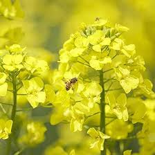 Yellow Edible Rape Flower seeds for Planting - Bright Blooms, Heirloom & GMO Free Seeds for Home Garden
Sale seeds for home garden