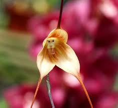 Brown Monkey Orchid Flower seeds for Planting - Hardy Variety, Heirloom & GMO Free Seeds for Home Garden
Sale for planting in home garden