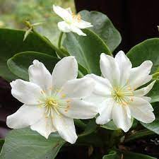 White Nevada Lewisia Flower seeds for Planting - Easy to Grow, Heirloom & GMO Free Seeds for Home Garden
Sale for planting in home garden.