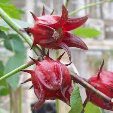 Australian Rosella Hibiscus Flower seeds for Planting - Colorful Display, Heirloom & GMO Free Seeds for Home Garden
Sale for planting in home garden