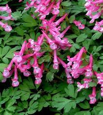 Pink Corydalis Flower seeds for Planting - Sun Loving, Heirloom & GMO Free Seeds for Home Garden
Sale for planting in home garden