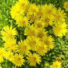 Yellow Delosperma Nubigenum or Ice Plant Flower seeds for Planting - Cottage Garden Essential, Heirloom & GMO Free Seeds for Home Garden
Sale seeds for home garden