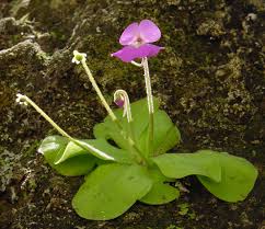 Pinguicula Flower seeds for Planting Vibrant Colors Heirloom & GMO Free Seeds for Home Garden