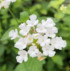 White Lantana Flower Seeds for Planting – Heirloom NonGMO Organic Garden Seeds – Hardy Variety High Germination
Sale for planting in home garden