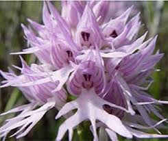 Purple Pyramid Monkey Orchid Flower seeds for Planting - Garden Favorite, Heirloom & GMO Free Seeds for Home Garden
Sale seeds for planting in home garden