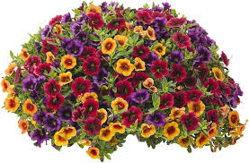 Mixed Superbells Petunia Seeds Flower seeds for Planting - Pollinator Friendly, Heirloom & GMO Free Seeds for Home Garden
Sale seeds for home garden