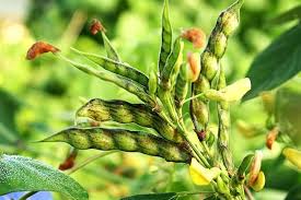 Jamaica Gungo Vegetable Seeds for Planting High-Quality Seeds for Your Garden
