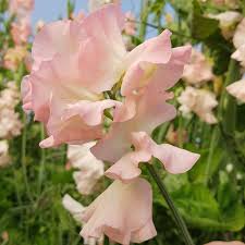 Baby Pink Sweet Pea Flower Seeds for Planting – Heirloom NonGMO Organic Garden Seeds – Vibrant Blooms High Germination
Sale for planting in home garden