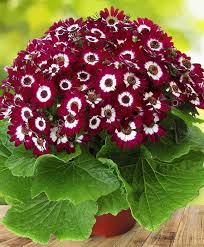 Burgundy Cineraria Flower Seeds for Planting – Heirloom NonGMO High Germination Organic Garden Seeds for ShadeLoving Blooms
Sale for planting in home garden
