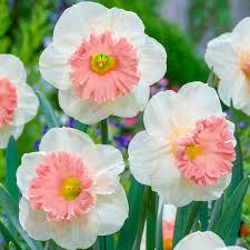 Baby Pink White Daffodil Flower Seeds for Planting – Heirloom NonGMO Organic Garden Seeds – Shade Tolerant High Germination
Sale for planting in home garden
