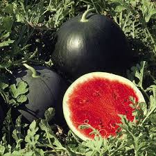 Sugar Baby Watermelon (Citrullus lanatus) Fruit Melon Seeds