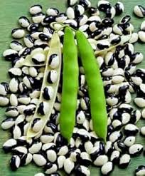 Black White Orka Beans Planting Seeds for Your Vegetable Garden