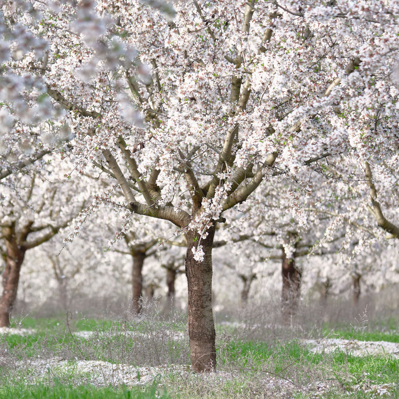 Willow Tree Seeds for Planting - Elegant Shade Provider, Perfect for Landscapes and Gardens