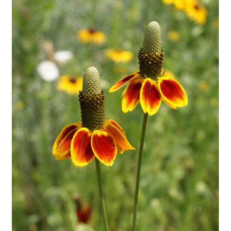 Mexican Hat Flower seeds for Planting Drought Tolerant Heirloom & GMO Free Seeds for Home Garden
