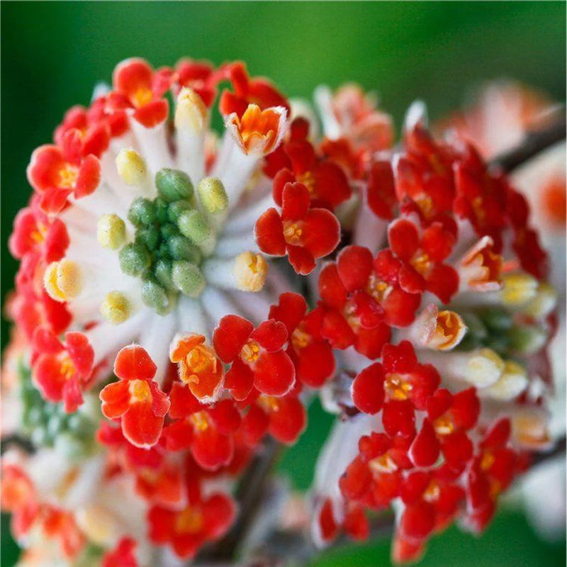 Red Edgeworthia Flower seeds for Planting - Easy to Grow, Heirloom & GMO Free Seeds for Home Garden