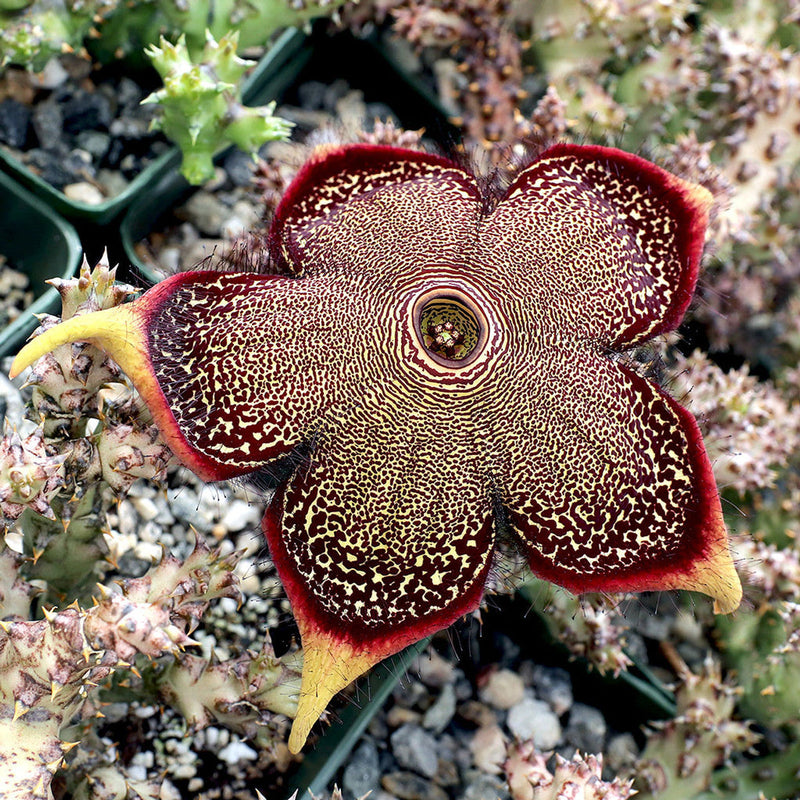 Edithcolea Flower seeds for Planting - Seasonal Bloomer, Heirloom & GMO Free Seeds for Home Garden
Sale seeds for home garden