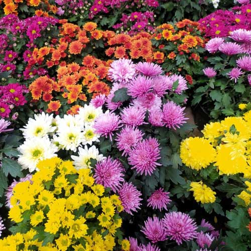 Heirloom Chrysanthemum Perennial Flower seeds for Planting Sun Loving Heirloom & GMO Free Seeds for Home Garden