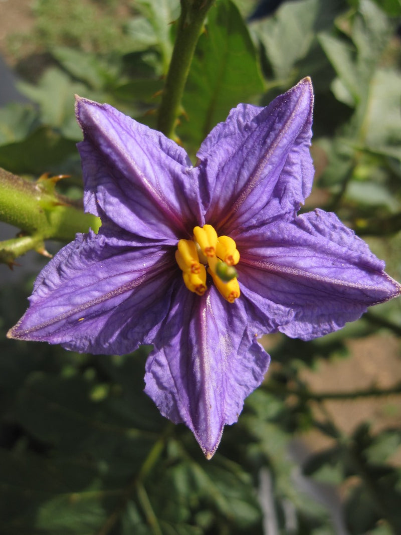 Lavender Eggplant Flower seeds for Planting - Long Bloom Season, Heirloom & GMO Free Seeds for Home Garden