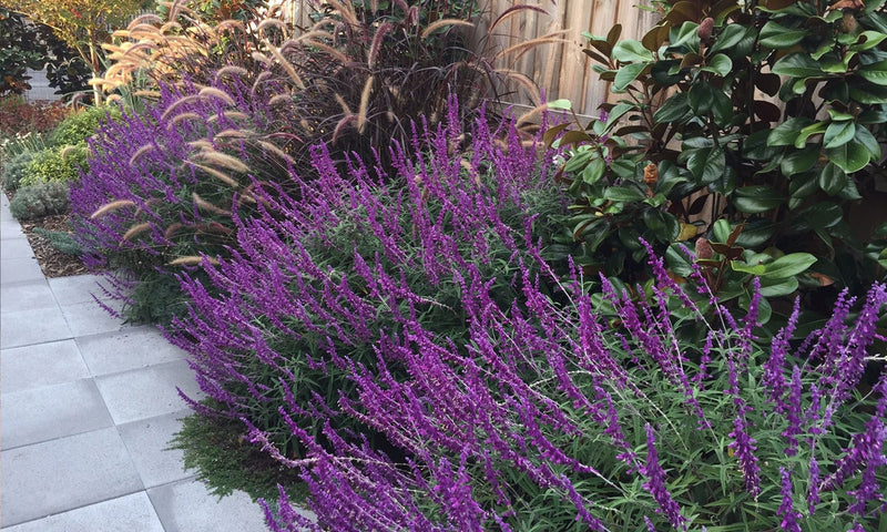 Lavender Barbara Flower seeds for Planting - Colorful Display, Heirloom & GMO Free Seeds for Home Garden
Sale seeds for planting in home garden
