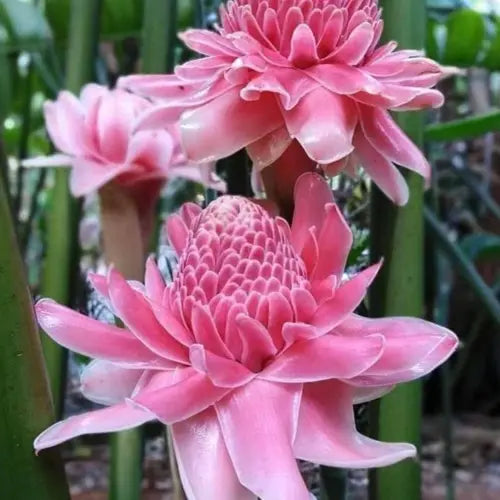 Pink Torch Ginger Flower seeds for Planting - Pollinator Friendly, Heirloom & GMO Free Seeds for Home Garden
Sale seeds for home garden