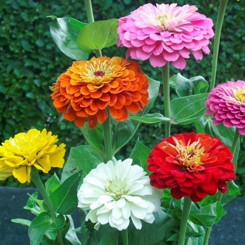 Mixed Helichrysum Flower seeds for Planting - Long Bloom Season, Heirloom & GMO Free Seeds for Home Garden
Sale for planting in home garden.