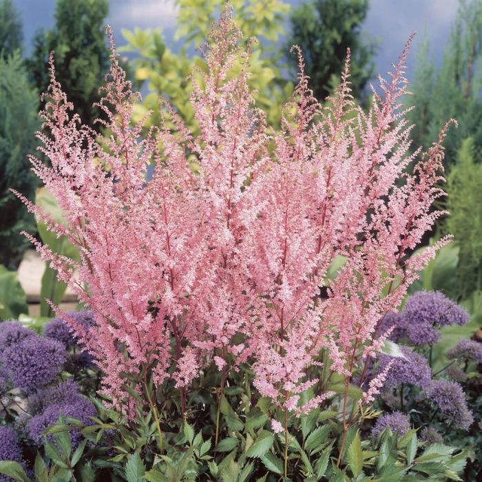 Astilbe Arendsii Flower seeds for Planting Pollinator Friendly Heirloom & GMO Free Seeds for Home Garden