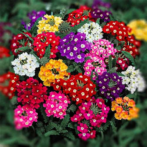 Verbena Flower seeds for Planting - Perfect for Borders, Heirloom & GMO Free Seeds for Home Garden