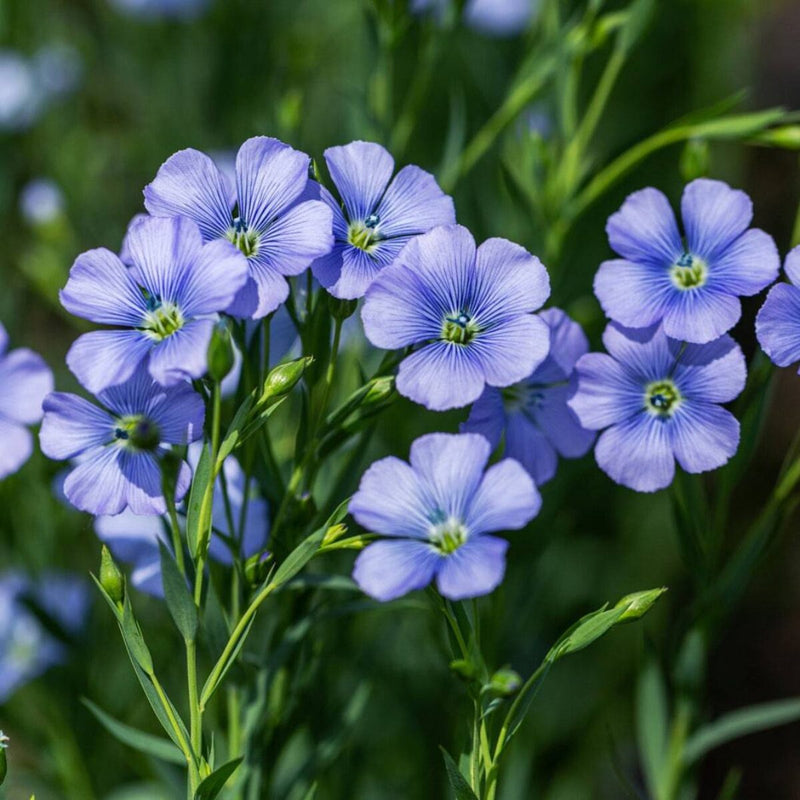 Flax Flower seeds for Planting Colorful Display Heirloom & GMO Free Seeds for Home Garden