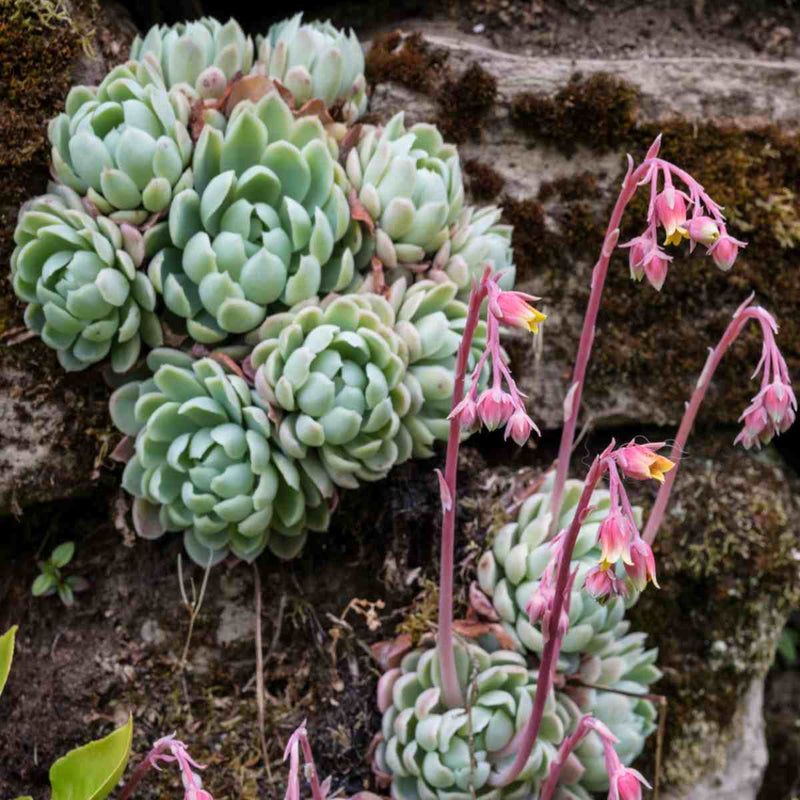 Echeveria Flower seeds for Planting - Vibrant Colors, Heirloom & GMO Free Seeds for Home Garden