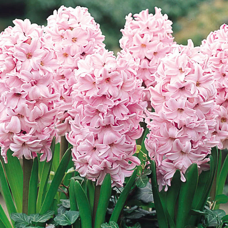 Baby Pink Hyacinth Flower seeds for Planting - Shade Tolerant, Heirloom & GMO Free Seeds for Home Garden
Sale seeds for home garden