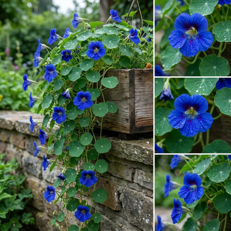 Blue Nasturtium Flower Seeds for Garden Low Maintenance Heirloom & GMO Free Seeds for Home Garden
Sale