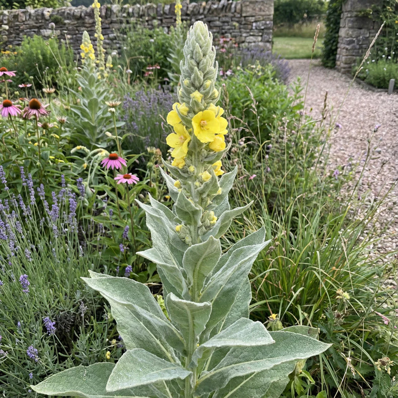 Green Verbascum Thapsus Flower seeds for Planting - Low Maintenance, Heirloom & GMO Free Seeds for Home Garden